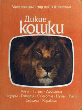 Коллектив авторов Дикие кошки обложка книги