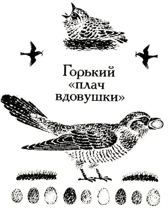 Кукушек хорошо знают все и если не видели собственными глазами кукушку - фото 45