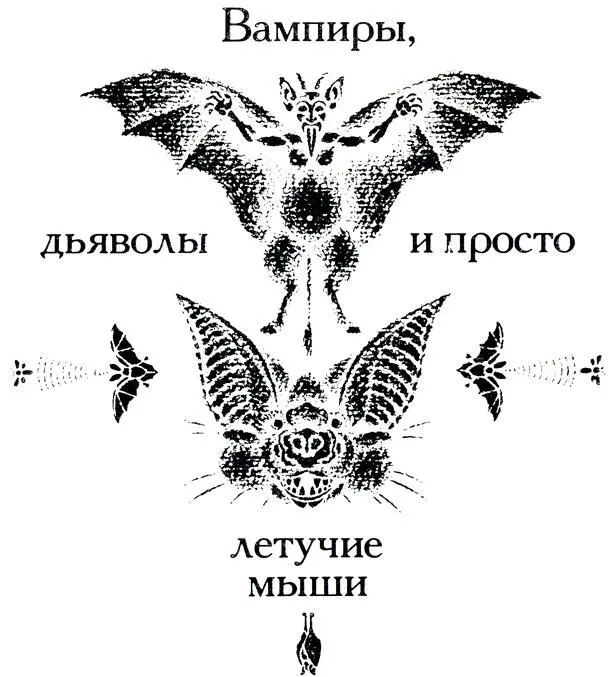 Летучих мышей мы выделили в отдельную главу Да и главы для них очень мало - фото 51