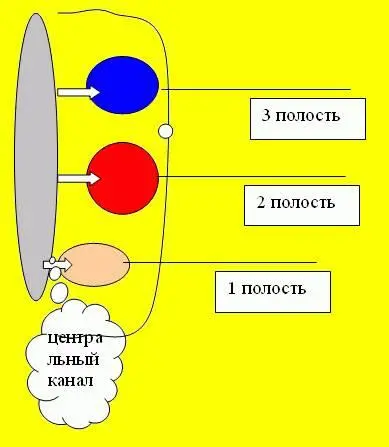 В структуре нашего тела есть определённый канал через который может быть - фото 11