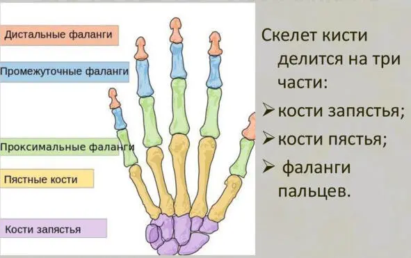 Химический состав ногтя 60 белок кератин 15 вода 5 сера 5 селен цинк - фото 5