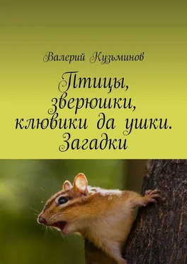 Валерий Кузьминов Птицы, зверюшки, клювики да ушки. Загадки обложка книги