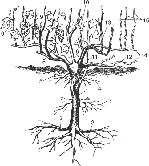 Рисунок 1 Строение виноградного куста 1 корневой штамб 2 пяточные корни - фото 1