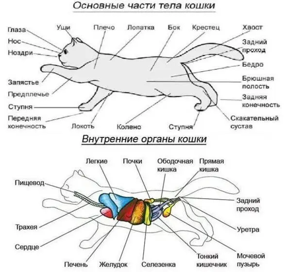 Рисунки из открытых источников Пищеварительный тракт У кошки 30 зубов в т - фото 4