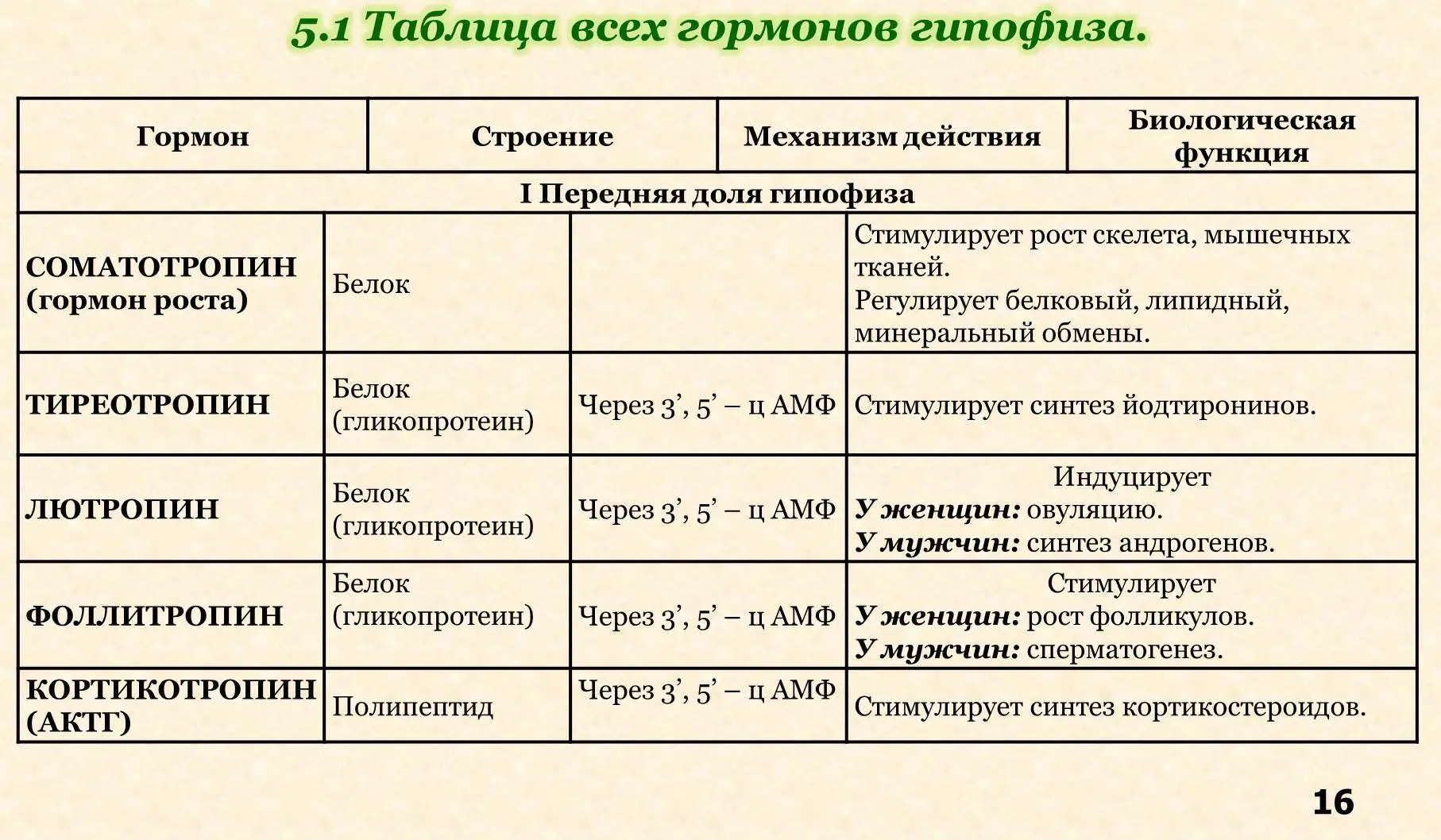 Соматотропин Биологический эффект Соматотропин белок состоящий из 191 АМК - фото 7