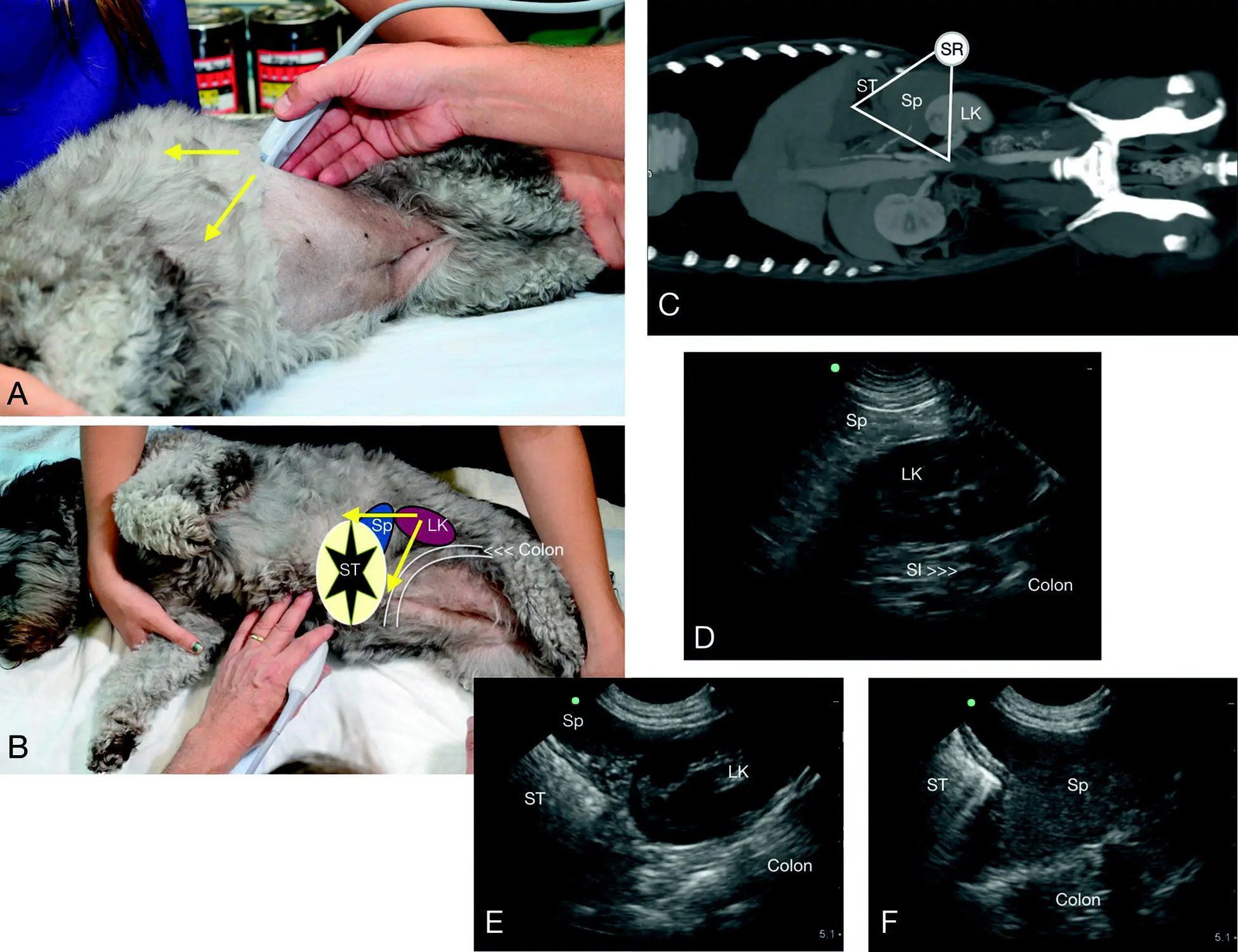 Figure 617 The SR view in a dog In A is the external location where the - фото 64