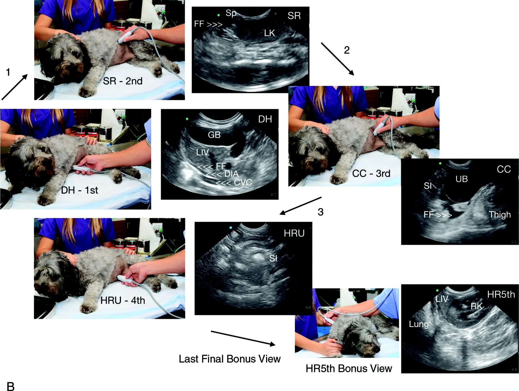 Figure 64 Modified lateralsternal recumbency The AFAST views are performed - фото 53