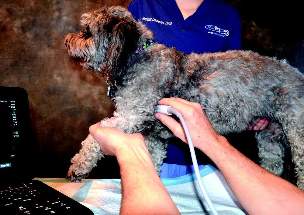 Figure 58 When extending the foreleg dont touch the paw Gently extend the - фото 40