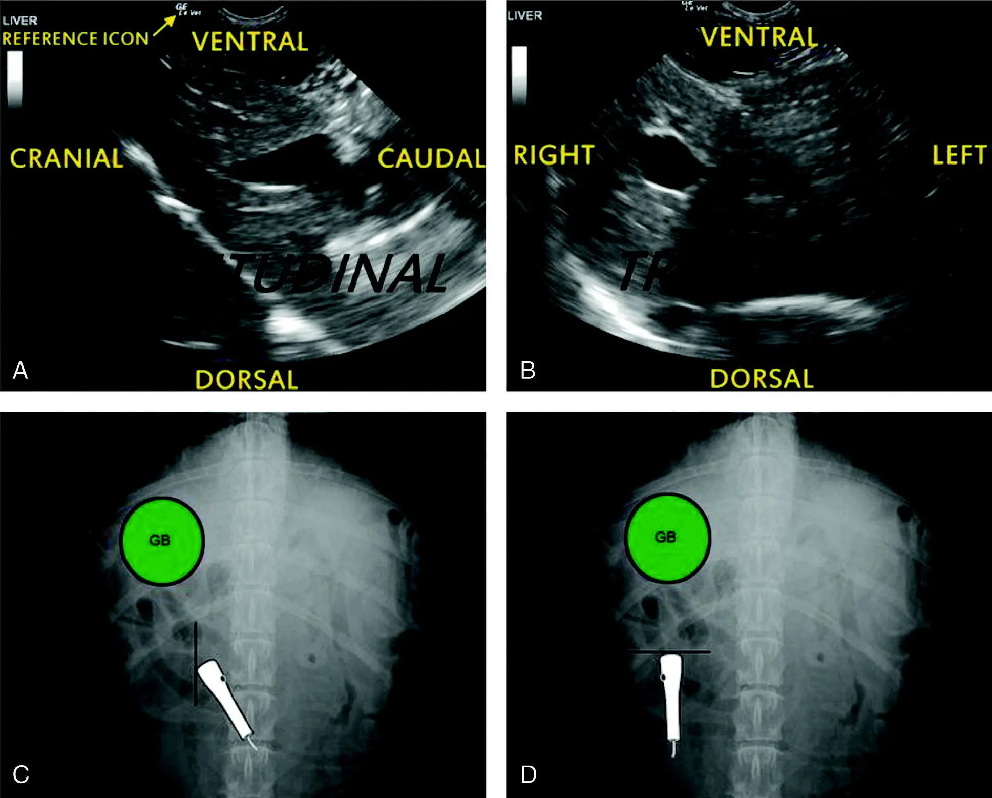 Figure 43 Standard ultrasound screen orientation longitudinal sagittal and - фото 24