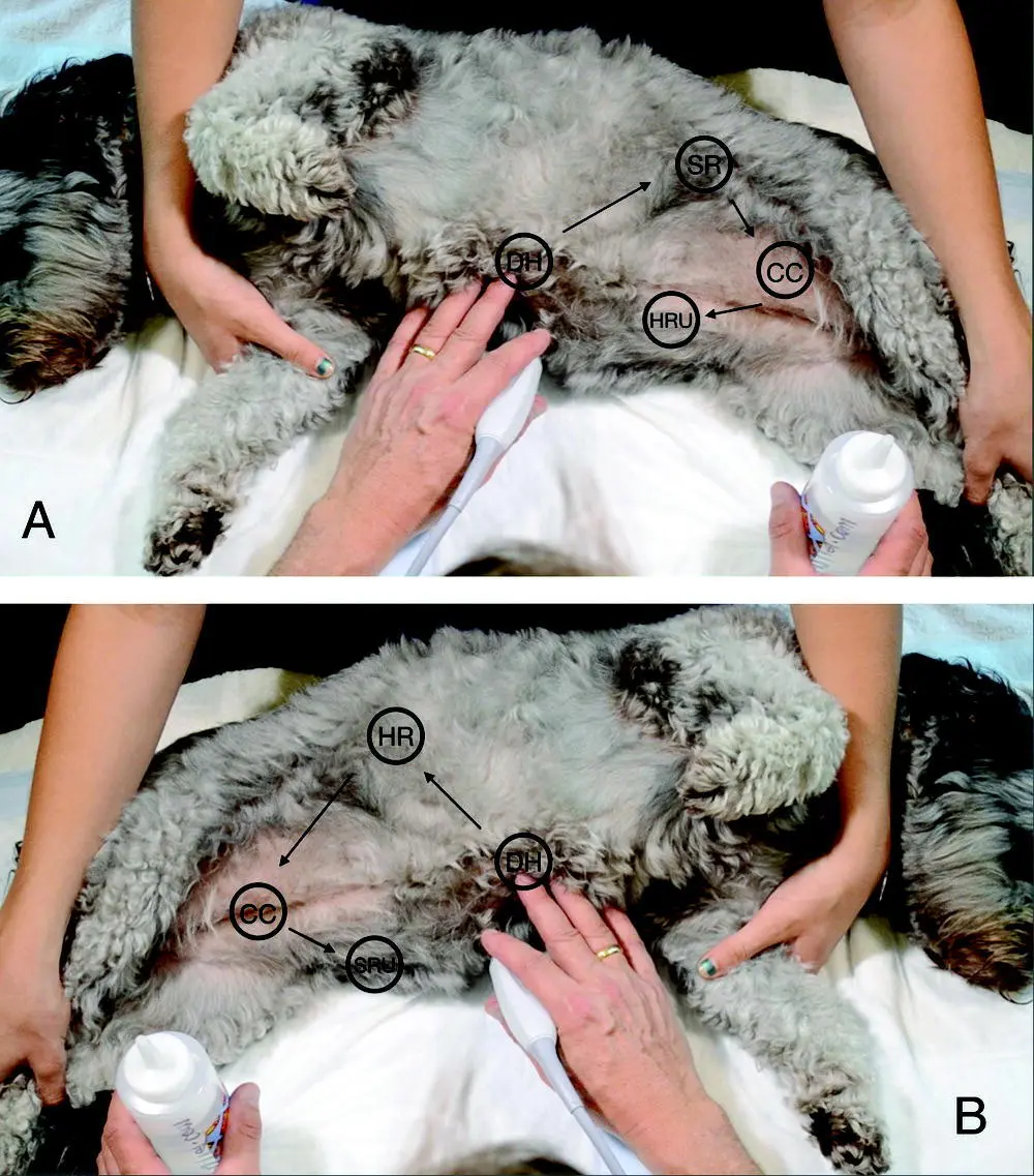 Figure 61 AFAST on a dog in right and left lateral recumbency In A AFAST - фото 47