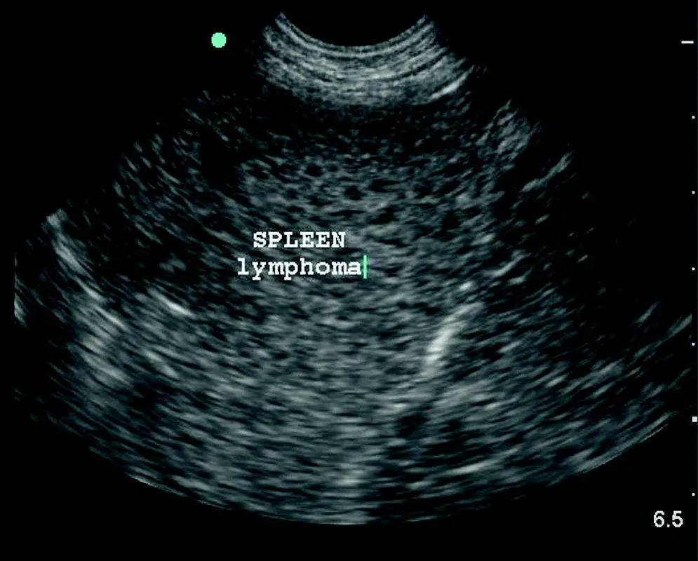 Figure 914Lymphosarcoma LSA The Swiss cheese or motheaten appearance - фото 111