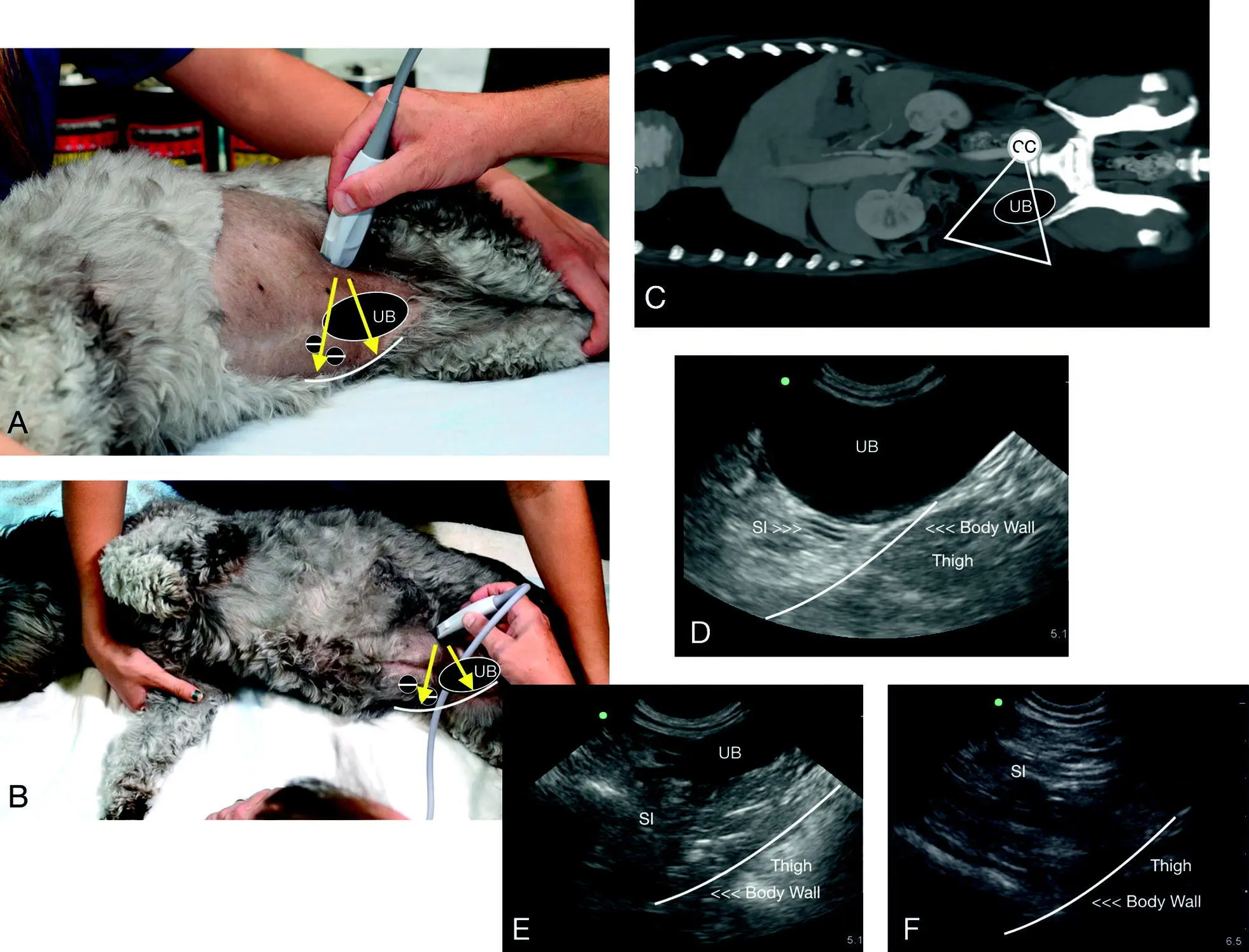 Figure 623 The CC view in a dog In A the direction of the probe is shown - фото 70