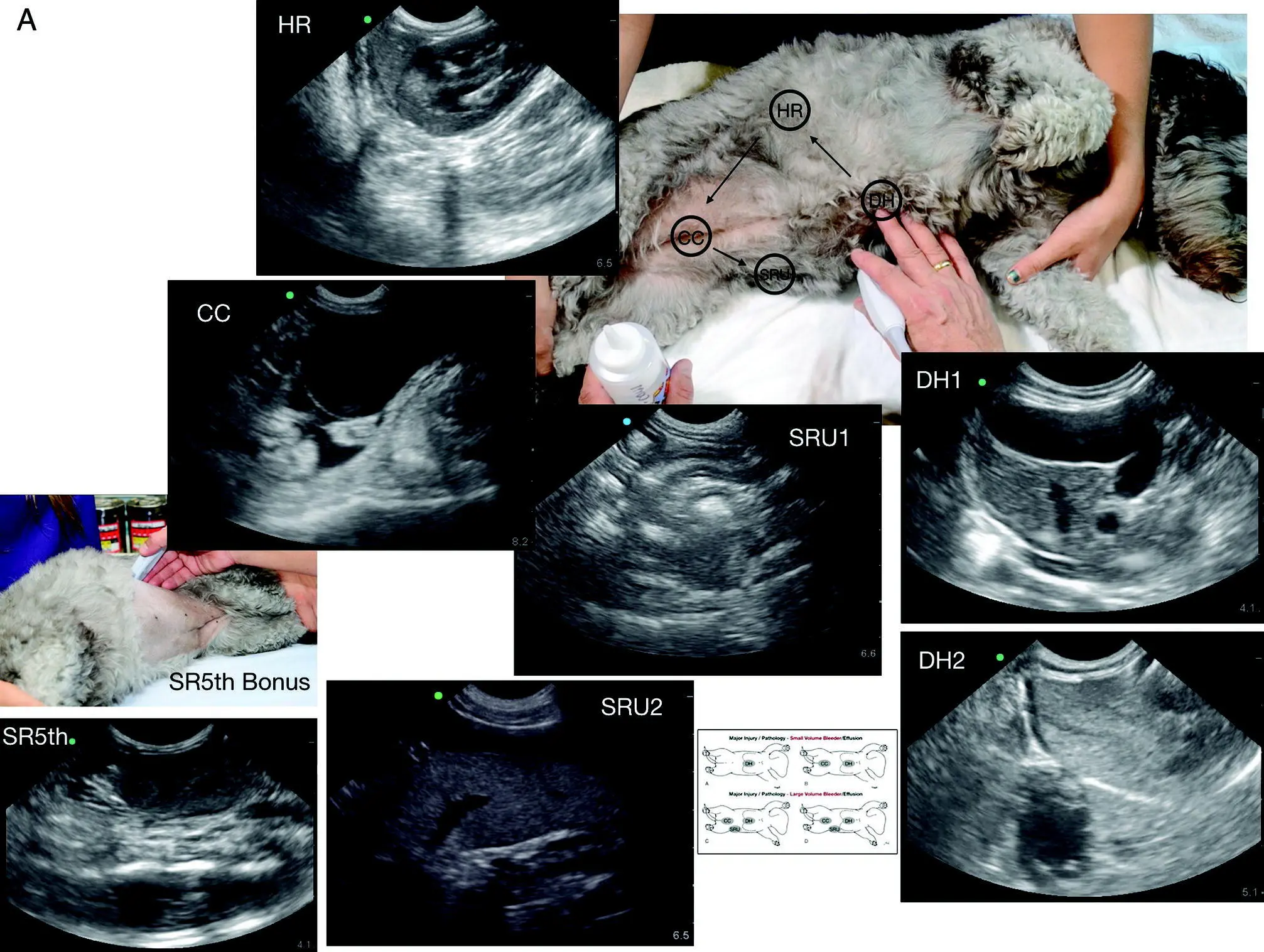 Figure 63 AFAST and its five views performed in left lateral recumbency in a - фото 50