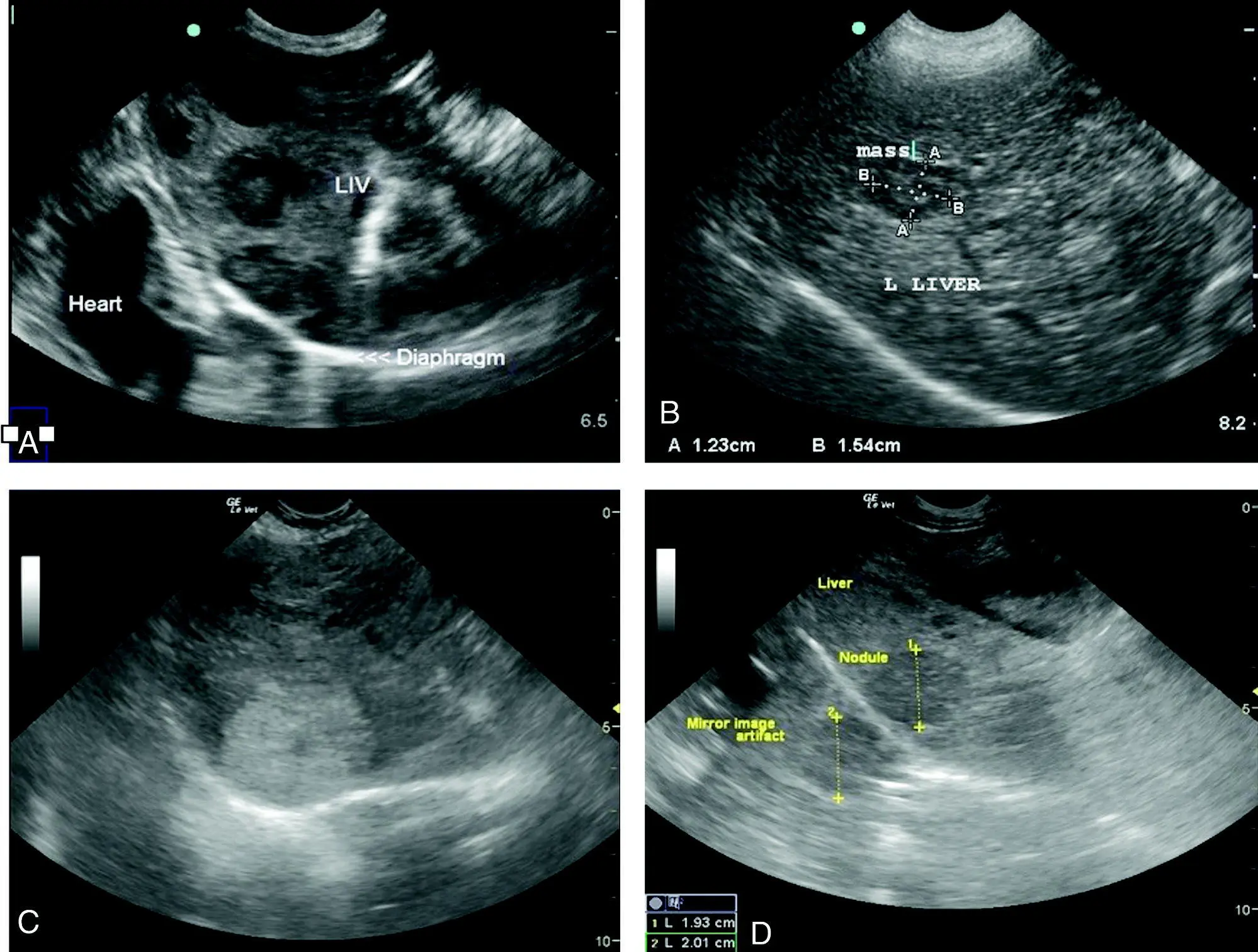 Figure 89 Liver masses A Image of a dog with target lesions of the hepatic - фото 98
