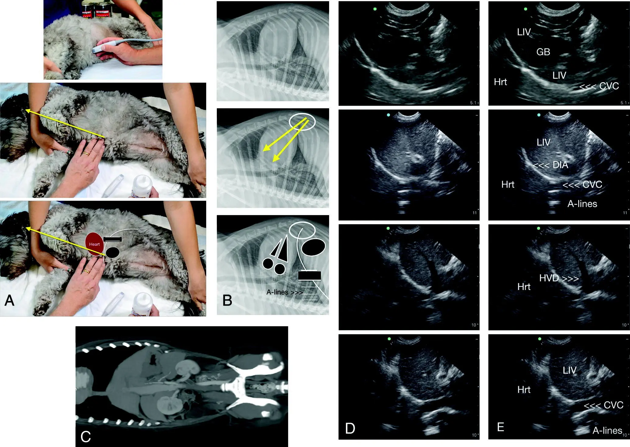 Figure 68 The DH view in a dog In A is shown where the probe is placed - фото 55