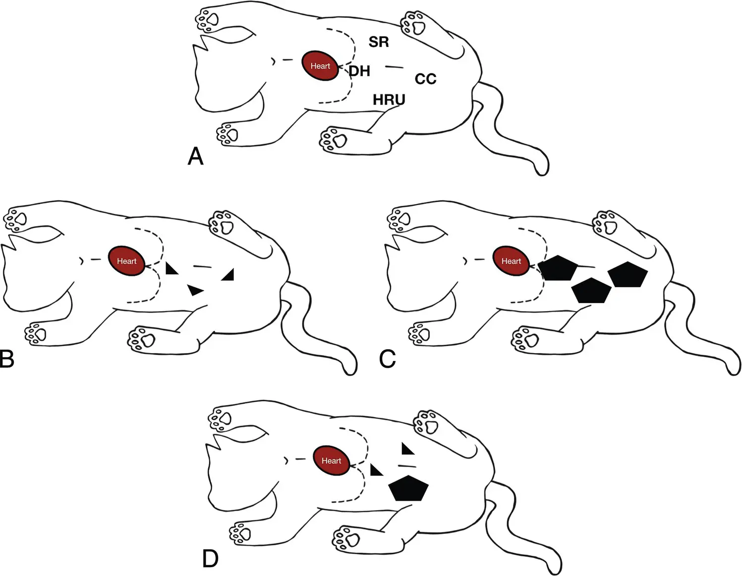 Figure 78 Example in a cat using the modified AFS system A AFAST in right - фото 86