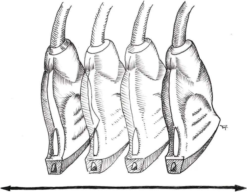 Figure 410 Sweeping The probe is moved across the body in the transverse - фото 31