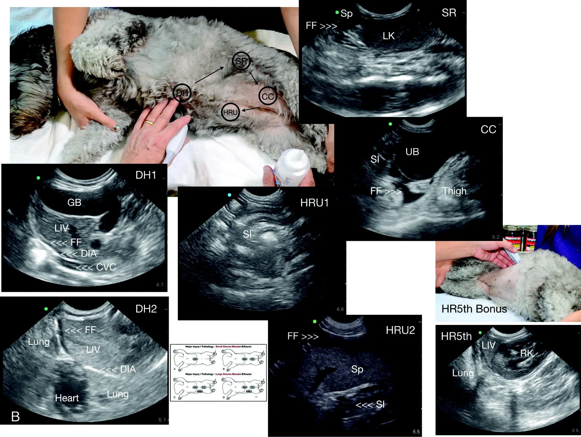 Figure 62 AFAST and its five views performed in right lateral recumbency in a - фото 49
