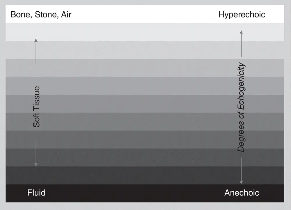 Figure 12 The figure shows the ultrasound differences in Bmode gray scale of - фото 6