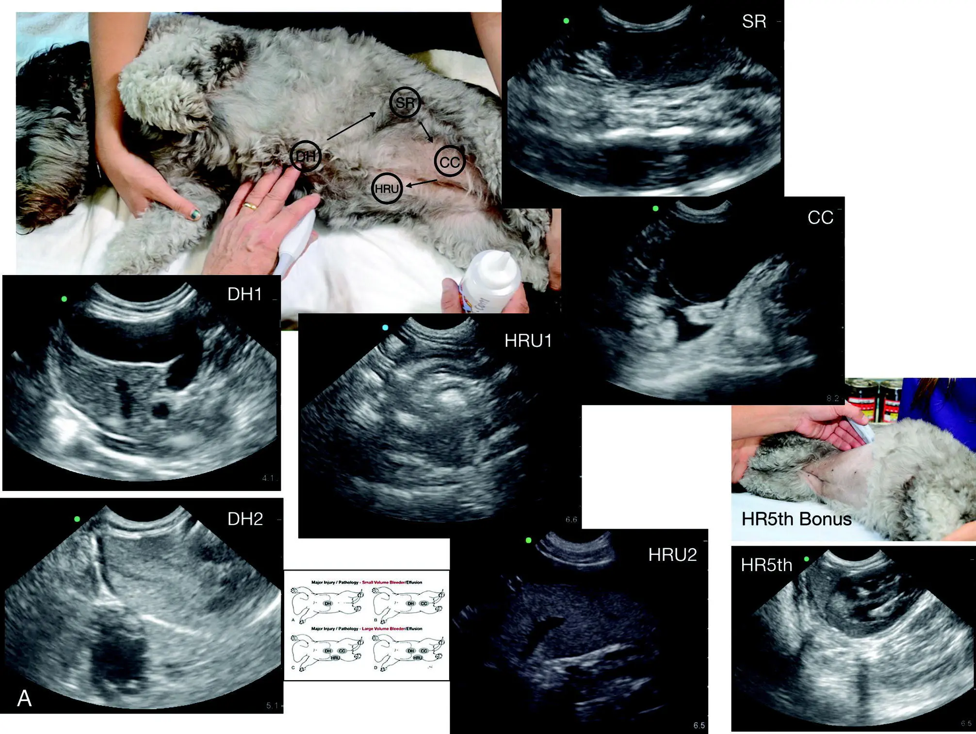 Figure 62 AFAST and its five views performed in right lateral recumbency in a - фото 48