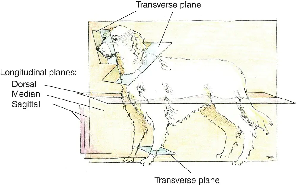 Figure 41 Longitudinal and transverse orientation shown on anatomical planes - фото 22