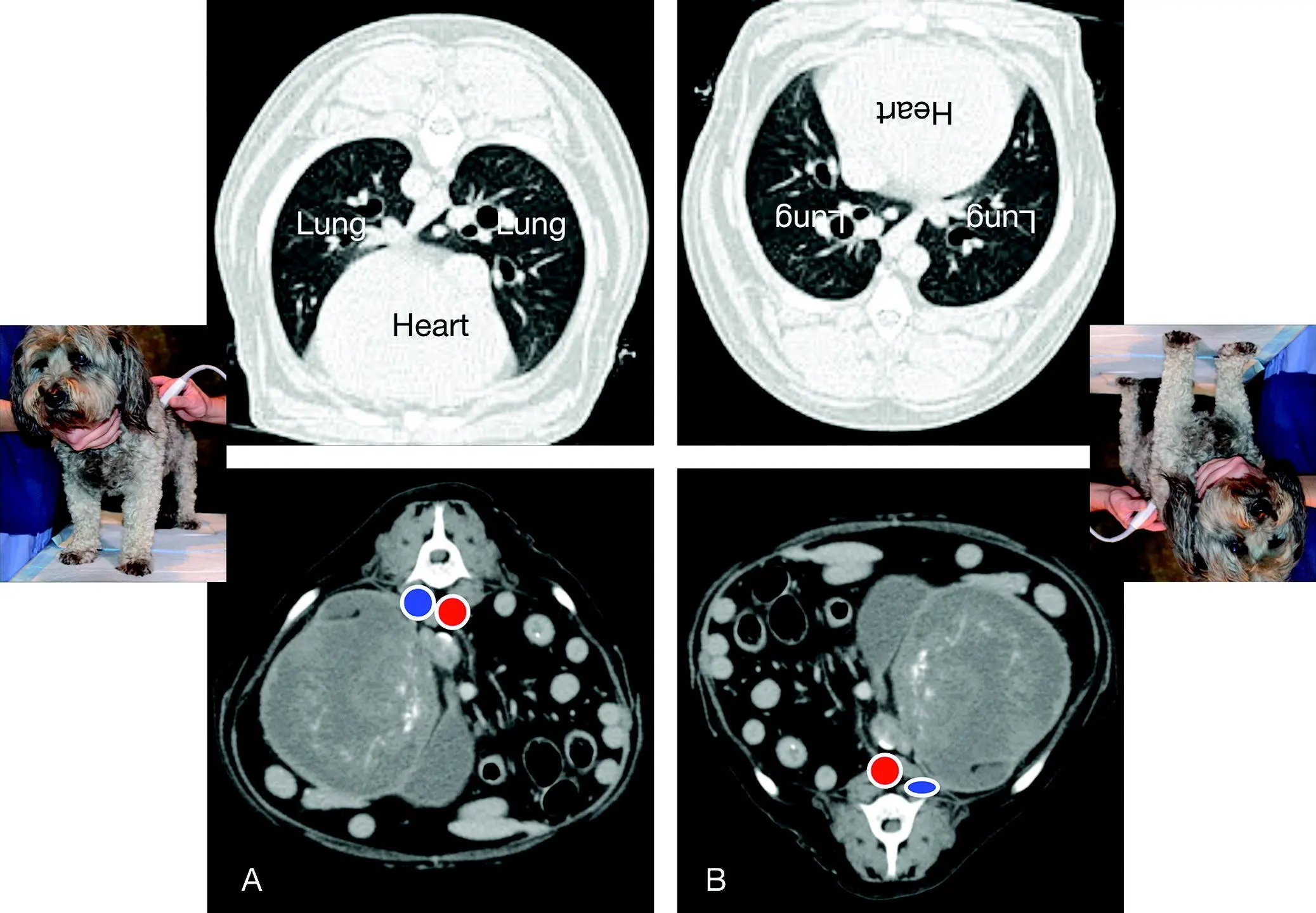 Figure 65 Never use dorsal recumbency without doing a Global FAST to assess - фото 54