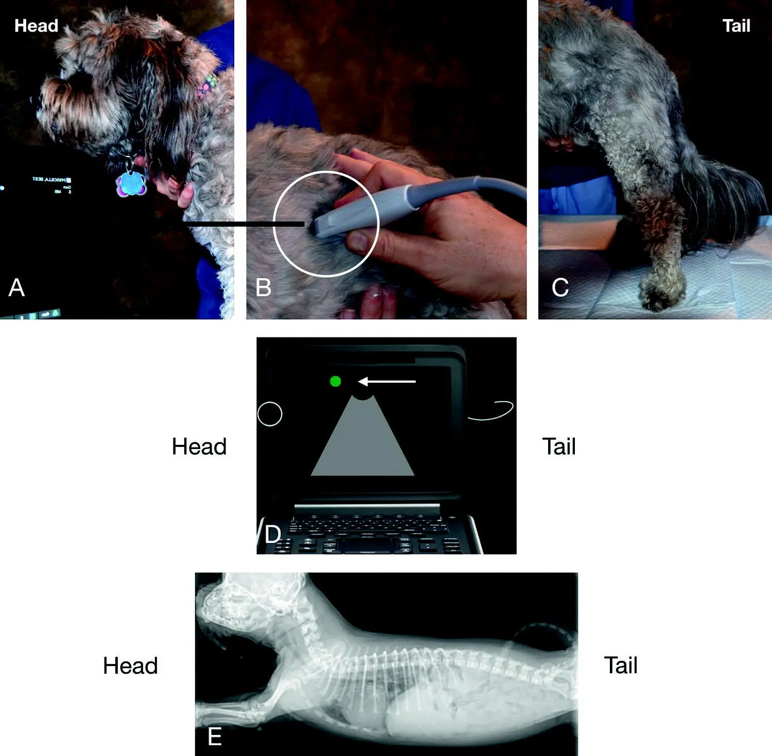 Figure 16 Longitudinal sagittal planes and orientation Make the screen - фото 10