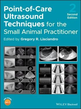 Неизвестный Автор Point-of-Care Ultrasound Techniques for the Small Animal Practitioner обложка книги