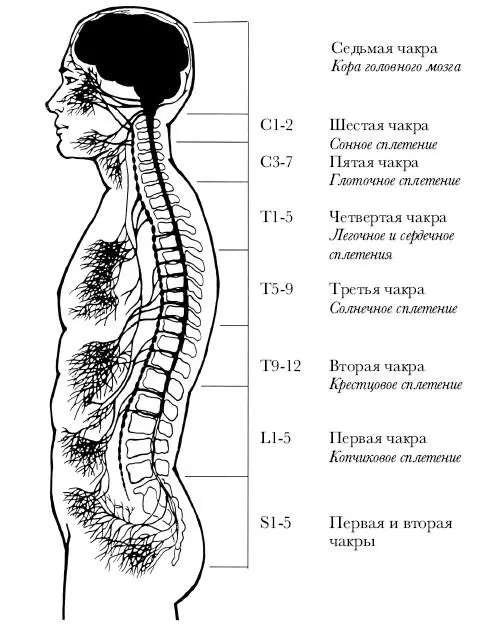 Рис 13 Эта схема изображает позвонки которые соотносятся с различными - фото 3