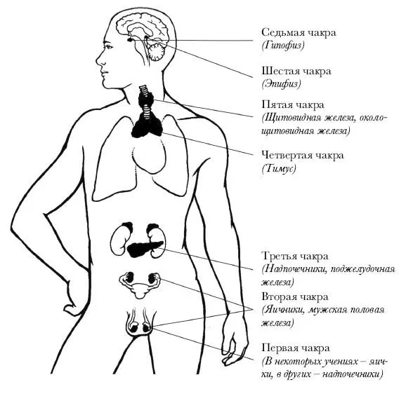 Рис 18 Железы эндокринной системы которые часто ассоциируются с чакрами - фото 8