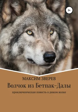 Максим Зверев Волчок из Бетпак-Далы обложка книги