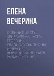 Елена Вечерина - Осенние цветы - хризантемы, астры, георгины, гладиолусы, пионы и другие. Выращивание, уход, размножение