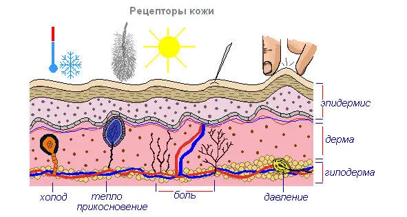 Кожа Цвет кожи Цвет кожи обусловлен тремя пигментами коричневым меланином - фото 5