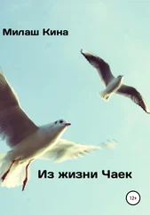 Милаш Кина - Из жизни чаек