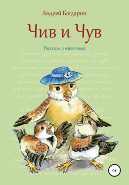 Андрей Богдарин Чив и Чув. Рассказы о животных обложка книги