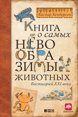 Каспар Хендерсон Книга о самых невообразимых животных. Бестиарий XXI века обложка книги