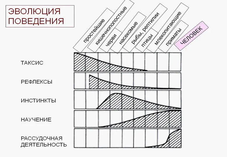 Структура поведения по Ж Годфруа 1992 На уровне поведения млекопитающих - фото 1