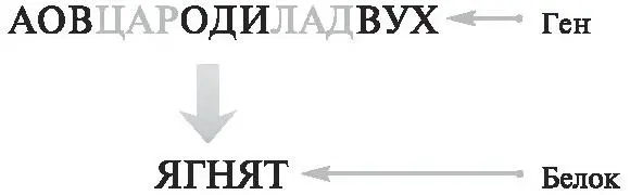 Рис 21Связь между геном и белком Каждая трехбуквенная последовательность в - фото 5