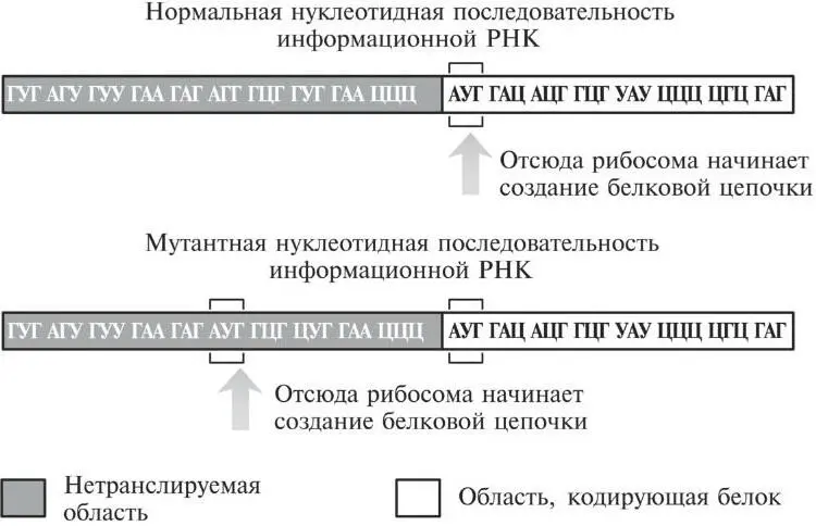 Рис 162Мутация в нетранслируемой мусорной области в начале информационной - фото 47