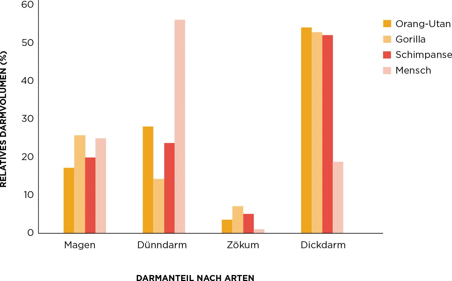 Abbildung 33 Vergleich des Darmvolumens bei Primaten Angesichts der Struktur - фото 27