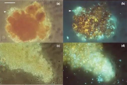 Figure 16 Sulphur Works iron vent SW4 culture pH 45 80 C a Phase - фото 8