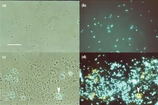 Figure 14 Sulphur Works nonsulfur cave SW1 culture pH 45 80 C a Phase - фото 6