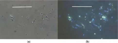 Figure 15Sulphur Works sulfur cave SW3 culture pH 45 85 C a Phase - фото 7