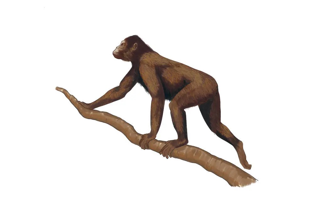 Proconsul Дендропитековые Dendropithecus Micropithecus Simiolus - фото 9