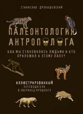 Станислав Дробышевский Палеонтология антрополога. Иллюстрированный путеводитель в зверинец прошлого обложка книги