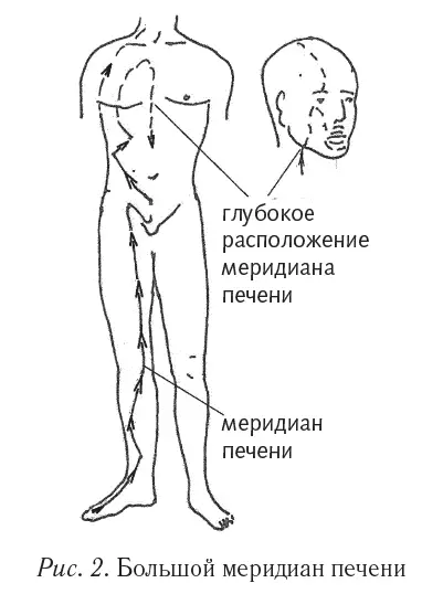 Ладони и стопы полноценные проекции на них проходят собственные - фото 11