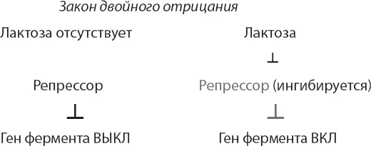 Такая красивая логика и экономия у простейшей бактерии Чуть ниже я подробно - фото 17
