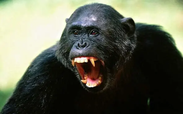 On the trajectory of biological evolution HS was retained by those adaptations - фото 5