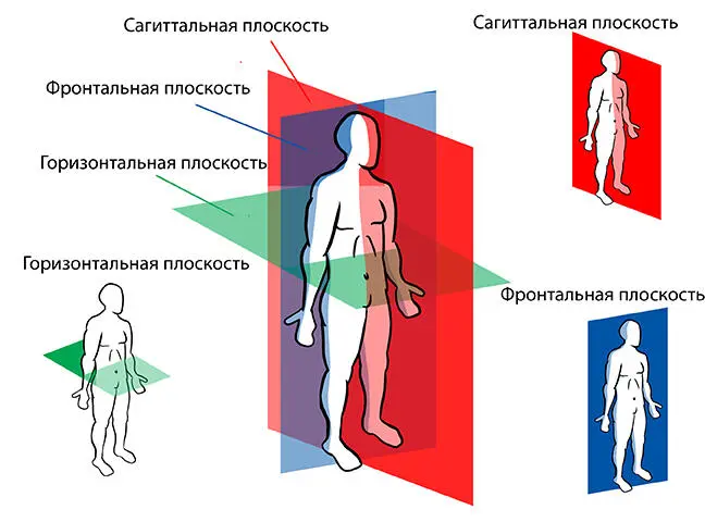 Плоскости тела Фронтальная плоскость это плоскость в которой мы видим - фото 1