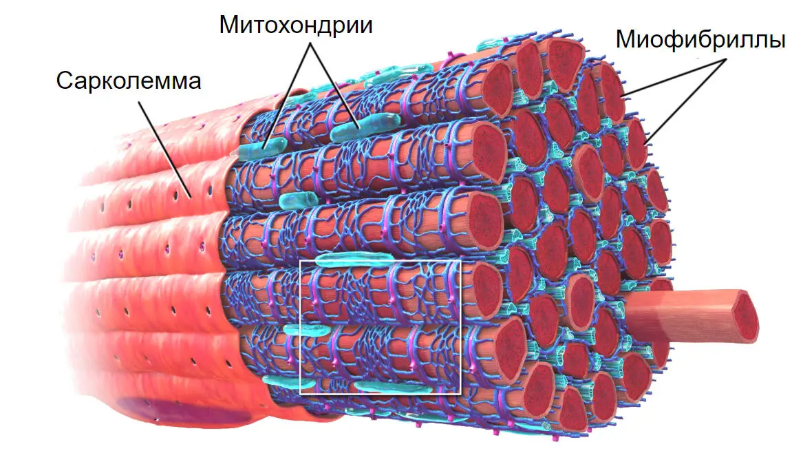 Строение мышечного волокна Однако даже без микроскопа невооруженным глазом - фото 6